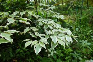 Cornus kousa Wolf Eyes        